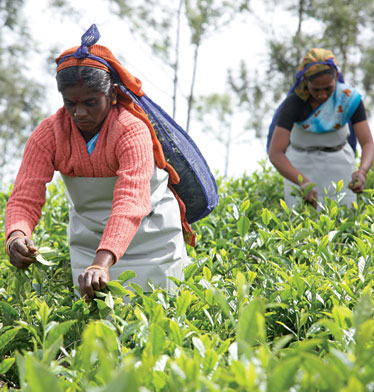 tea export in india API Manufacturers